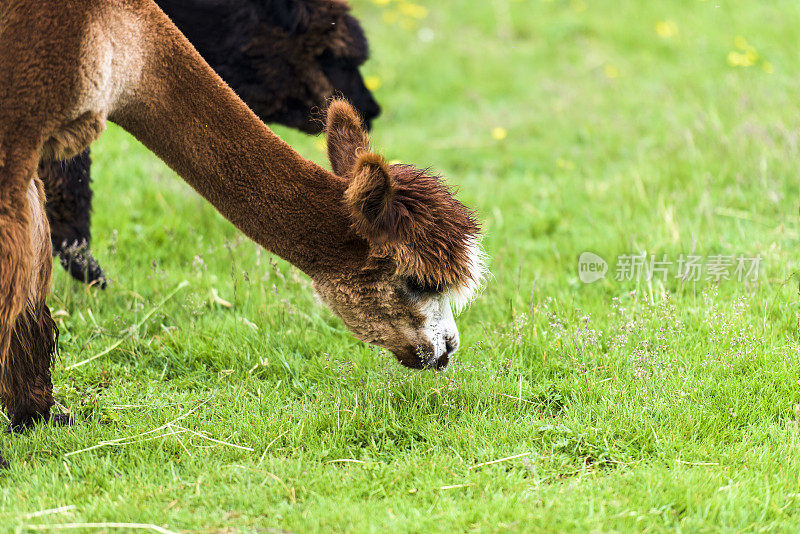 马尔塞尼的Alpaca on Monte Baldo